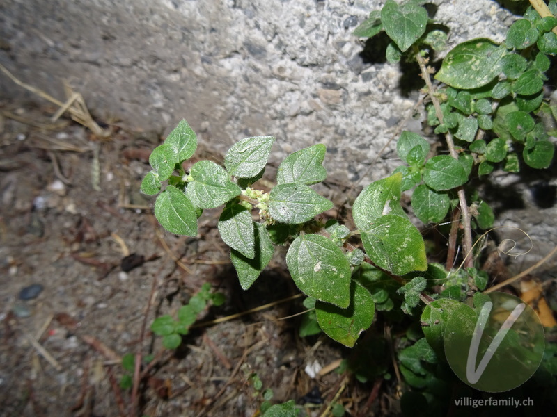 Glaskraut (Parietaria lusitanica): Übersicht